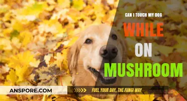 Can You Safely Pet Your Dog While on Mushrooms?