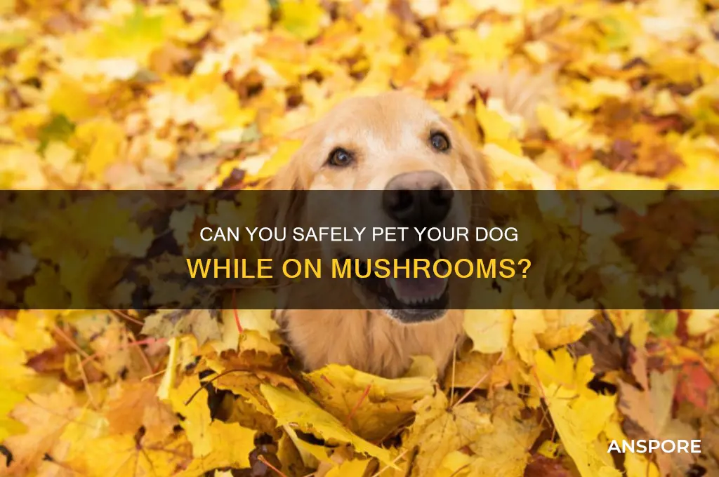 can i touch my dog while on mushrooms