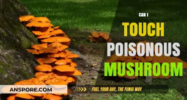 Can You Touch Poisonous Mushrooms? Safety Tips and Risks Explained