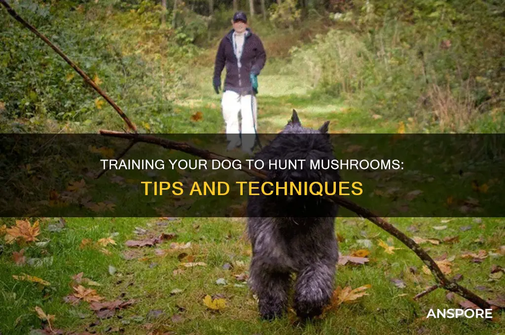 can i train my dog to mushroom hunt