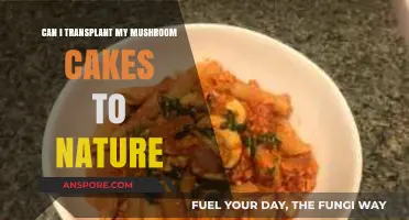 Transplanting Mushroom Cakes to Nature: A Guide for Successful Relocation