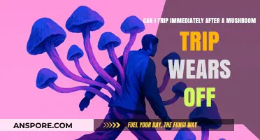 Post-Mushroom Trip: Is It Safe to Trip Again Immediately?