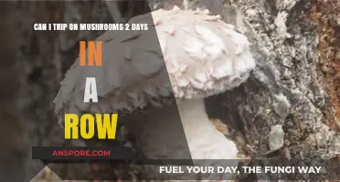 Consecutive Mushroom Trips: Risks and Effects of Back-to-Back Use