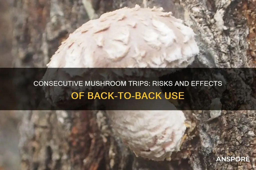 can i trip on mushrooms 2 days in a row