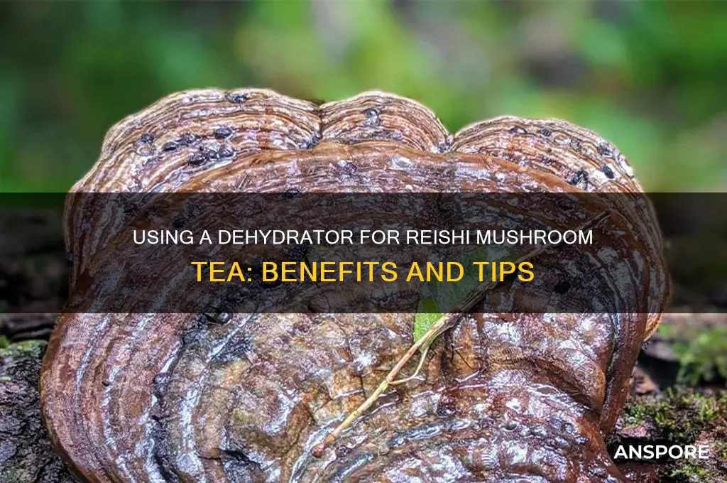 can i use a dehydrator for reishi mushroom tea