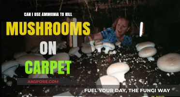 Using Ammonia to Kill Mushrooms on Carpet: Safe or Risky?