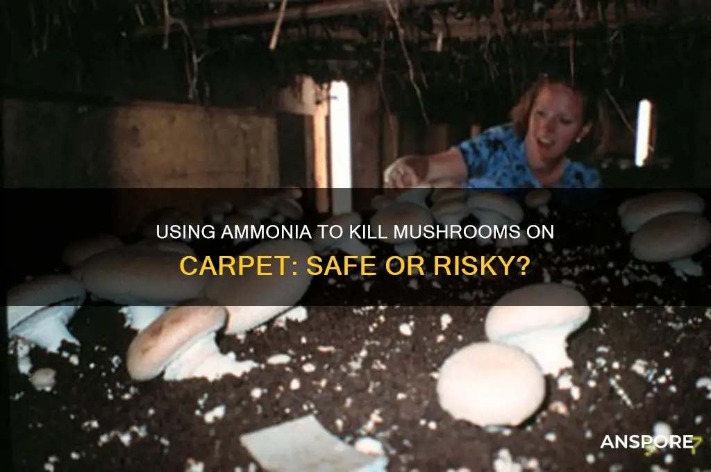 can i use ammonia to kill mushrooms on carpet