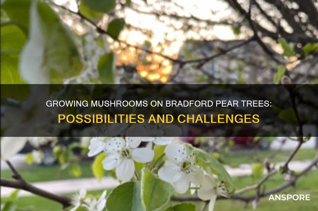 can i use bradford pear tree to grow mushrooms