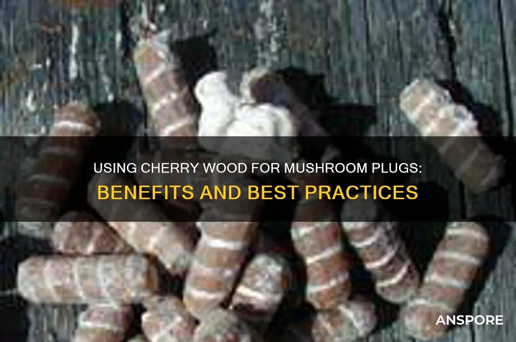 can i use cherry for mushroom plugs
