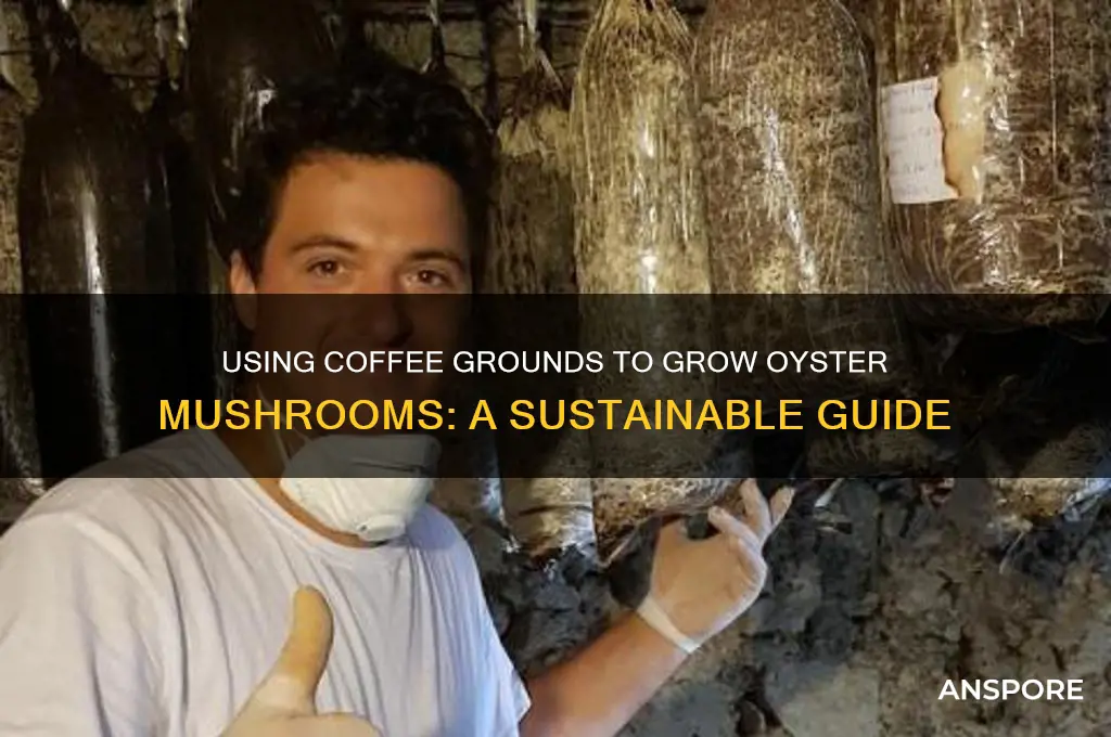can i use coffee grounds for oyster mushrooms