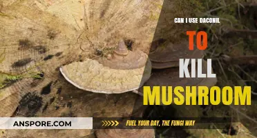 Using Daconil to Kill Mushrooms: Is It Safe and Effective?