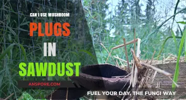 Using Mushroom Plugs in Sawdust: A Viable Substrate for Cultivation?