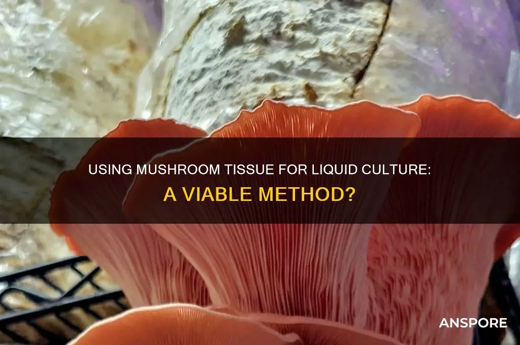can i use mushroom tussue to make liquid culture