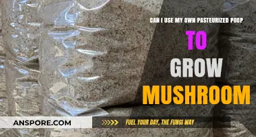 Using Pasteurized Human Waste to Cultivate Mushrooms: A Viable Option?