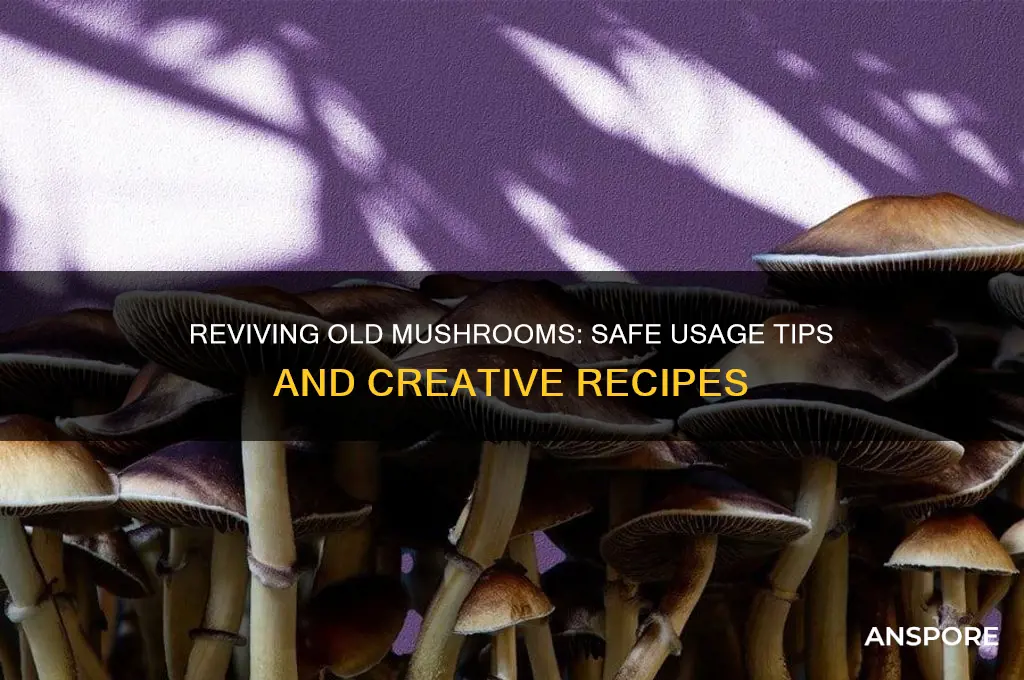 can i use old mushrooms
