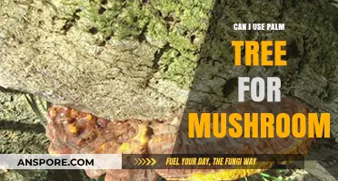 Growing Mushrooms on Palm Trees: Possibilities, Benefits, and Best Practices