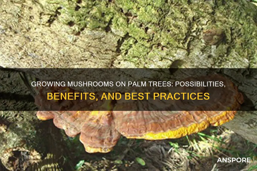 can i use palm tree for mushrooms