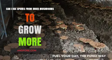 Reviving Dried Mushrooms: Can Their Spores Grow New Fungi Successfully?