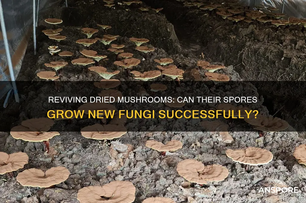 can i use spores from dried mushrooms to grow more