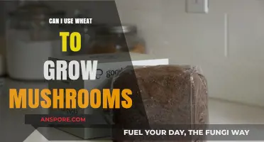 Growing Mushrooms on Wheat: A Viable Substrate Alternative Explored