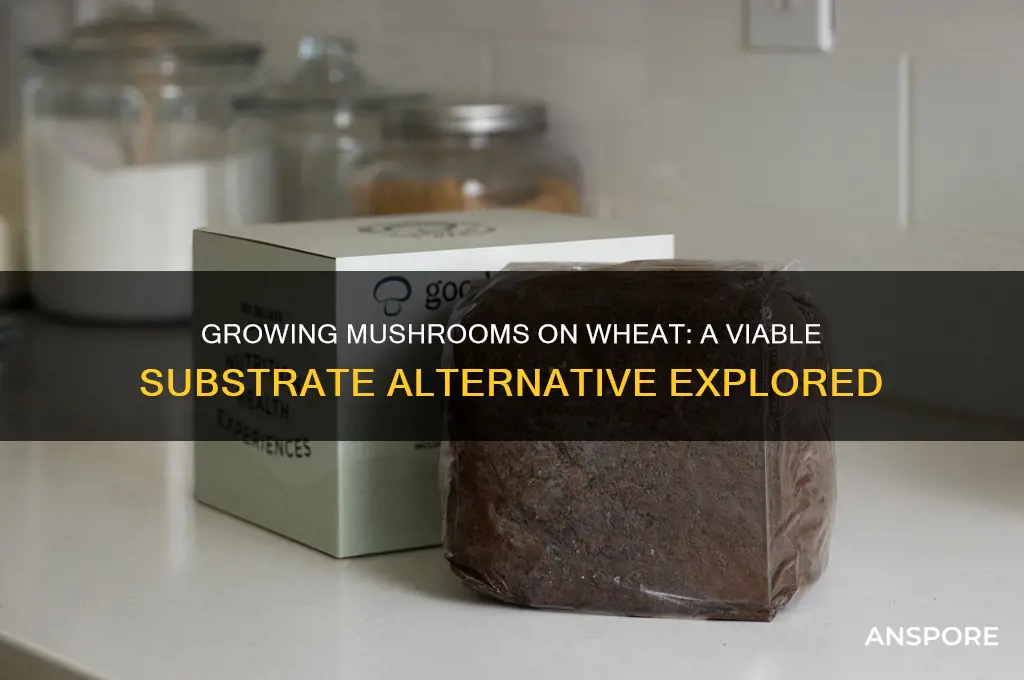 can i use wheat to grow mushrooms