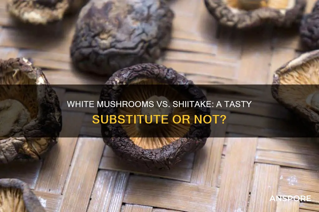 can i use white mushrooms instead of shiitake