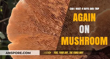 Waiting 4 Days: Can You Safely Trip Again on Mushrooms?
