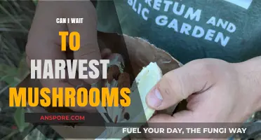 When to Harvest Mushrooms: Timing Tips for Optimal Growth and Flavor