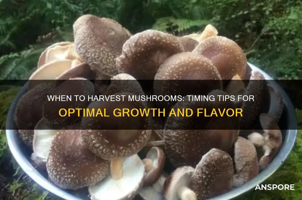 can i wait to harvest mushrooms