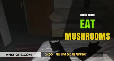 Can Iguanas Safely Eat Mushrooms? A Complete Dietary Guide