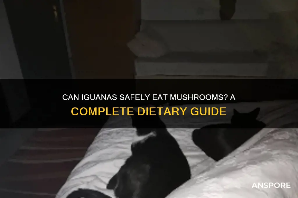 can iguanas eat mushrooms