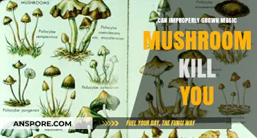 Can Improperly Grown Magic Mushrooms Be Deadly? Risks Explained