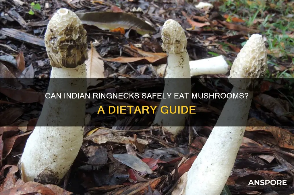 can indian ringnecks eat mushrooms