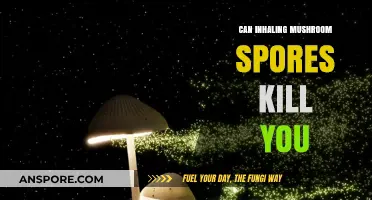 Inhaling Mushroom Spores: Debunking Myths and Understanding Potential Risks