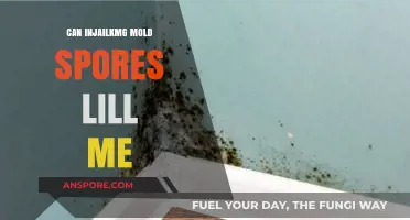 Can Inhaling Mold Spores Make You Sick? Understanding the Risks