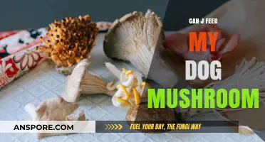 Can Dogs Eat Mushrooms? Safety Tips for Feeding Your Pet
