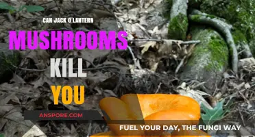 Are Jack O' Lantern Mushrooms Deadly? Unveiling the Toxic Truth