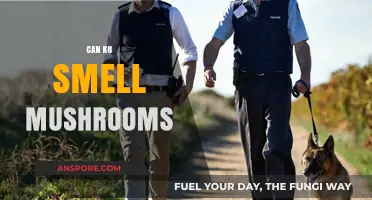 Can Dogs Detect Mushrooms? Exploring K8's Unique Scent Abilities