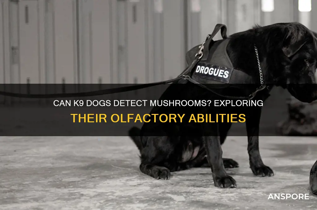 can k9 dogs smell mushrooms