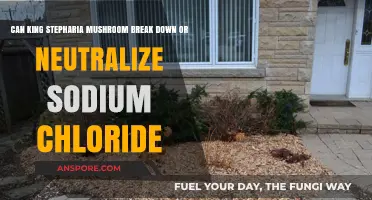 Can King Stropharia Mushrooms Neutralize Sodium Chloride? Exploring the Science