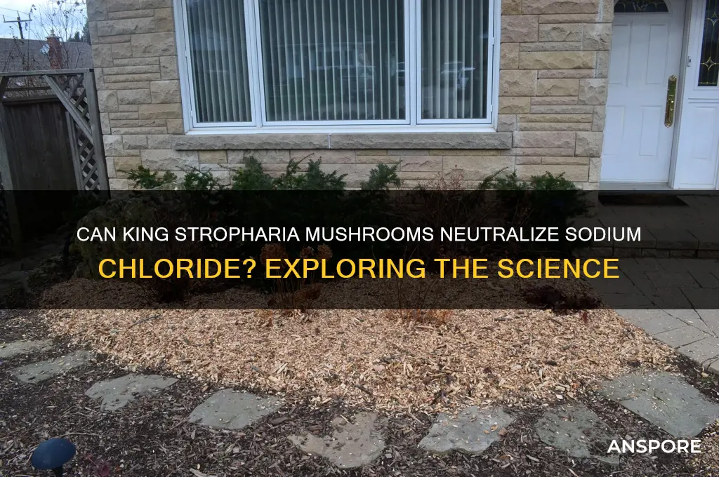 can king stepharia mushroom break down or neutralize sodium chloride