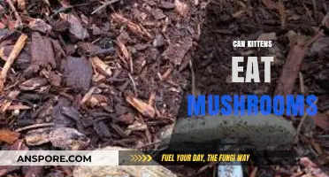 Can Kittens Eat Mushrooms? Safety Tips for Feline Diets