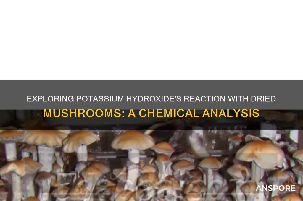 can koh react with dried mushrooms