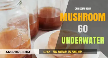 Can Kombucha Mushroom Survive Underwater? Exploring Its Aquatic Potential