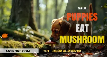 Can Lab Puppies Eat Mushrooms? Safety Tips for Pet Owners