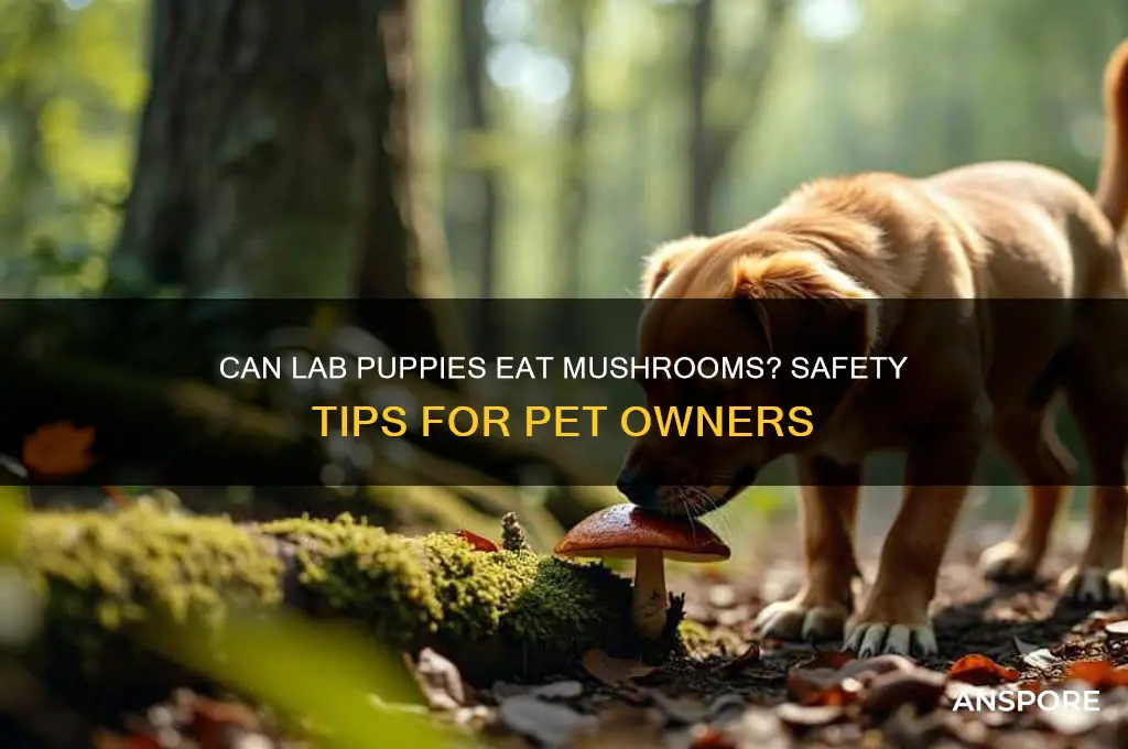 can lab puppies eat mushrooms