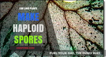 Do Land Plants Produce Haploid Spores? Exploring Plant Reproduction