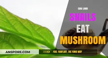 Can Land Snails Safely Eat Mushrooms? A Dietary Exploration