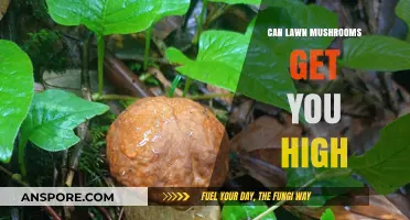 Can Lawn Mushrooms Get You High? Exploring the Truth