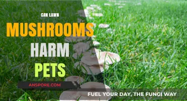 Are Lawn Mushrooms Dangerous to Pets? What Pet Owners Need to Know